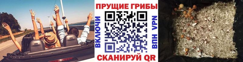 Купить где  Лысково  Галлюциногенные грибы GOLDEN TEACHER 